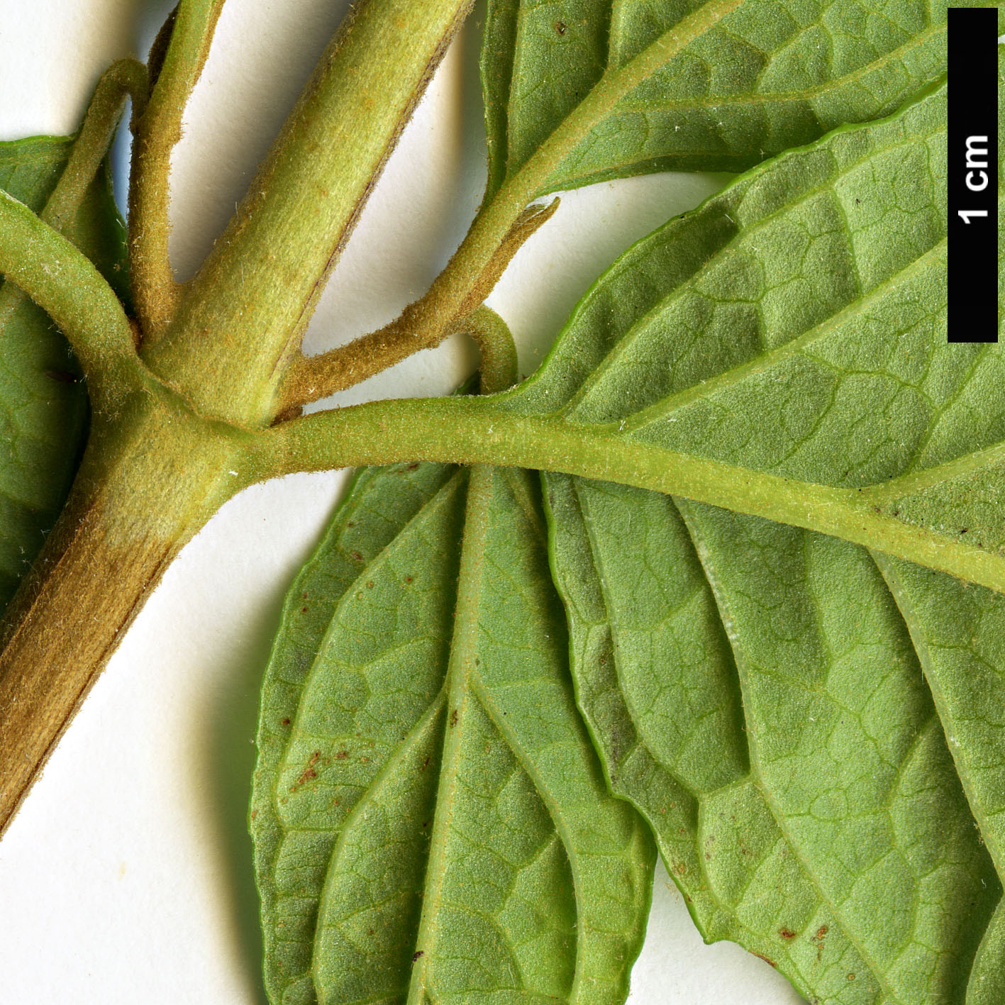 High resolution image: Family: Scrophulariaceae - Genus: Buddleja - Taxon: venenifera - SpeciesSub: f. calvescens